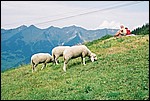800 - 3-21 - 20-08-2003 - Bludenz.jpg